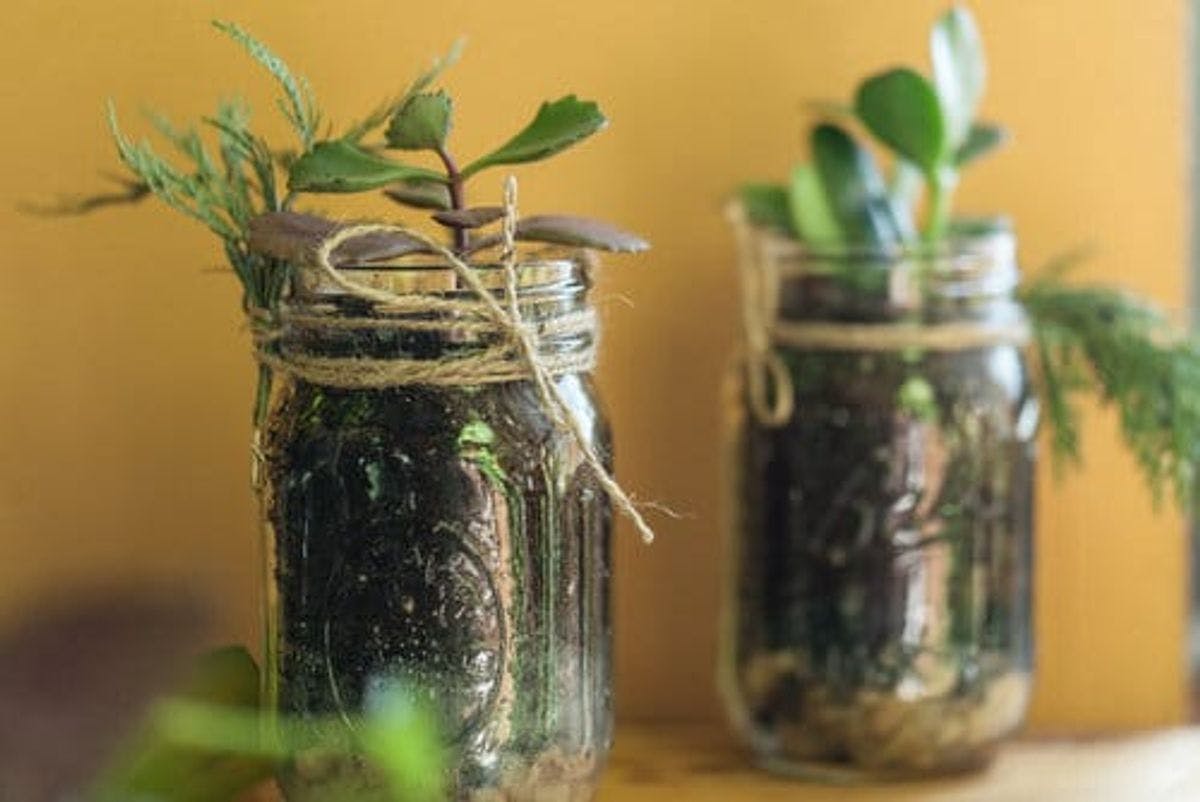 Plant in Jar
